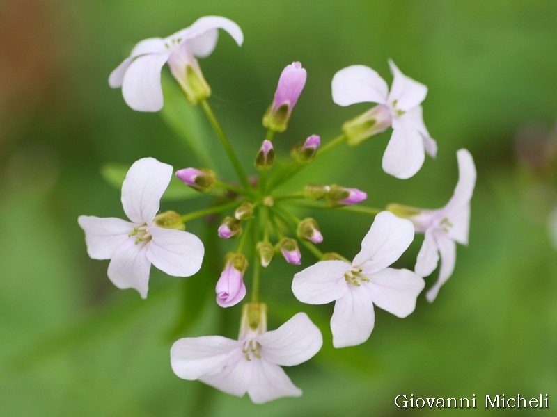 Cardamine bulbifera (Brassicaceae)